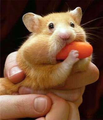 hungry hamster