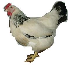 Tavuk