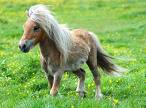 Ponies