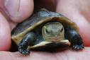 Turtles