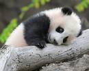 Pandas