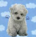 Puppy dogs!!