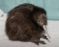 kiwis