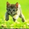Kedi