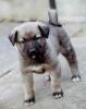 Köpek