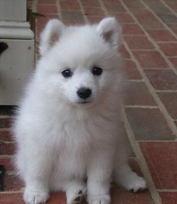 Japanese Spitz
