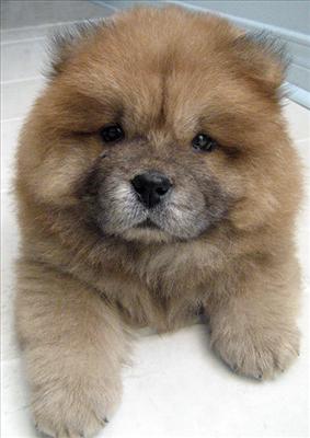 Chow Chow