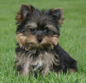 Yorkshire Terrier
