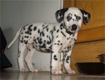 Dalmatian