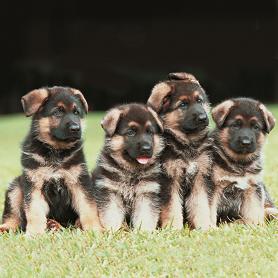 German Shepherd