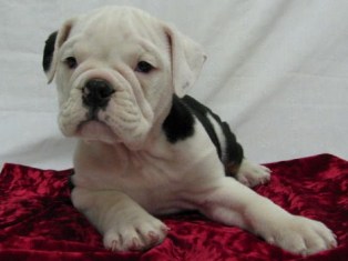 Victorian Bulldog