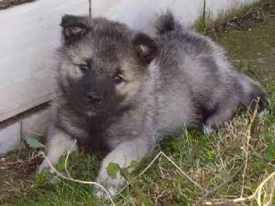 Elkhound