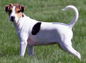 Old Danish Chicken Dog