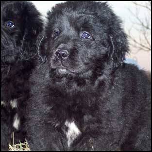 Newfoundland