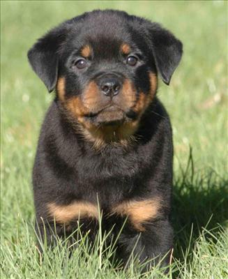 Rottweiler