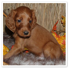 Irish Setter