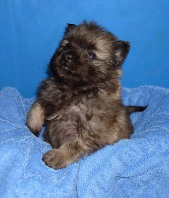 Keeshond