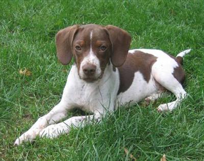 Pointer