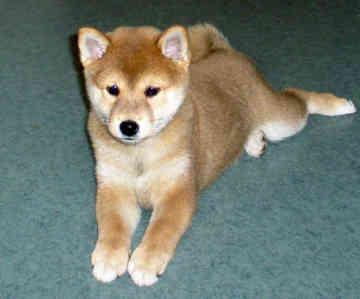 Shiba Inu