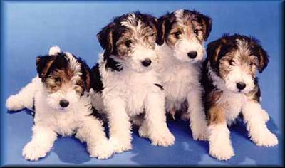 Fox Terrier
