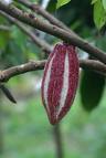 buah coklat