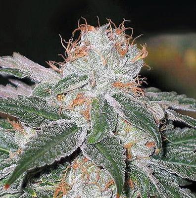 Headies