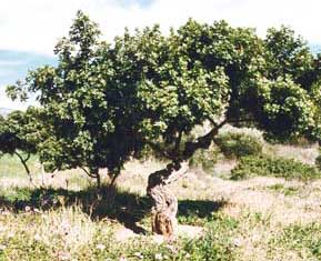masticha_skoinos