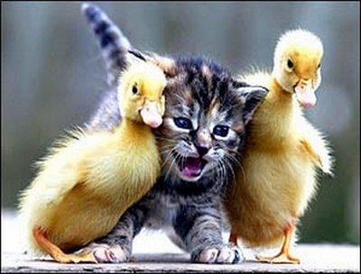 Fitting In