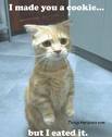 Kitty Apology