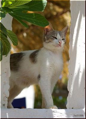 Aegean cat