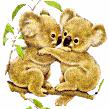 Koalas
