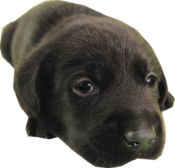 Chien