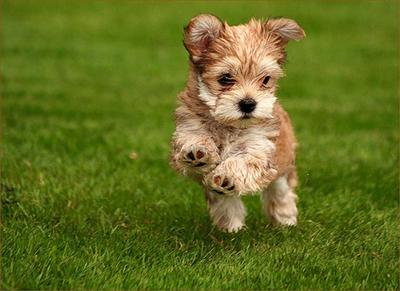 A puppy