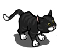 Black Cat