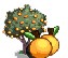 Orange Tree