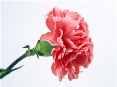 Karanfil (Pembe)---Seni unutmayacağım...