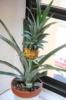 Ananas---Bakma yapraklarımın tikenli olduğuna sen kusursuz birisin