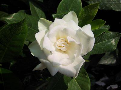 Gardenya---Beni unutma, Gerçek AŞKIMSIN..