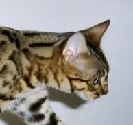 Bengal