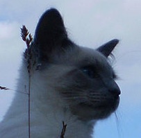 Balinese