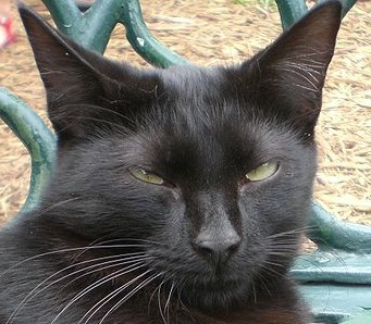 American polydactyl