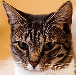 American Shorthair