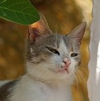 Aegean cat