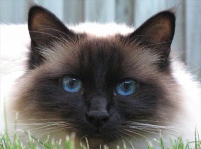 Birman