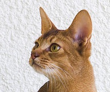 Abyssinian cat