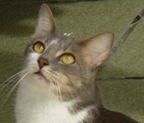 Brazilian Shorthair