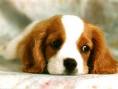 Puppie Sad