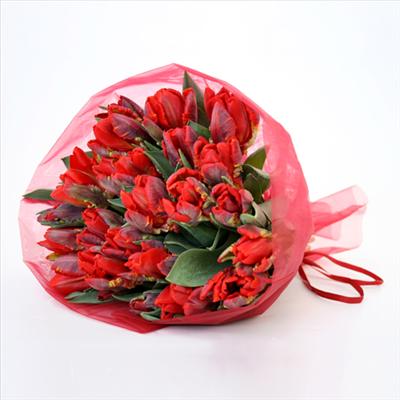 tulip