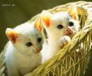 kedicikler
