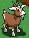Goat